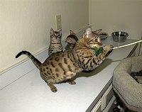 SierraGold Bengals, Gwenivere, Merlin and Lancelot<br>